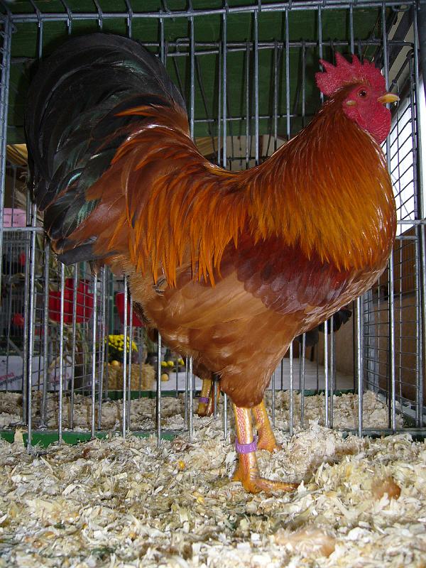 Bezirksschau Luebbecke 340.jpg - Zwerg New Hampshire goldbraun con Sven Rohlfing Preis HV 96 LVEJ